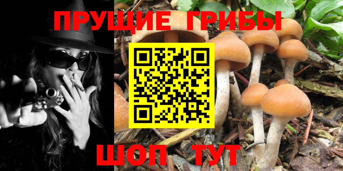 Галлюциногенные грибы Psilocybine cubensis  Вход с VPN  Соликамск  Псилоцибиновые грибы мицелий 